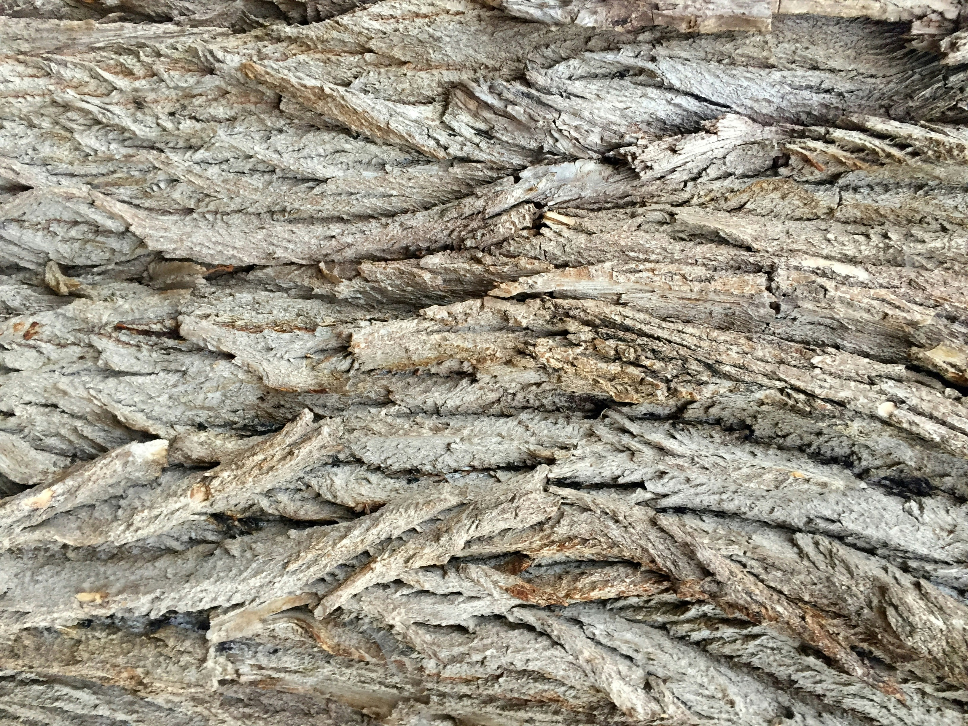 Free Unsplash photo from Alina Alina