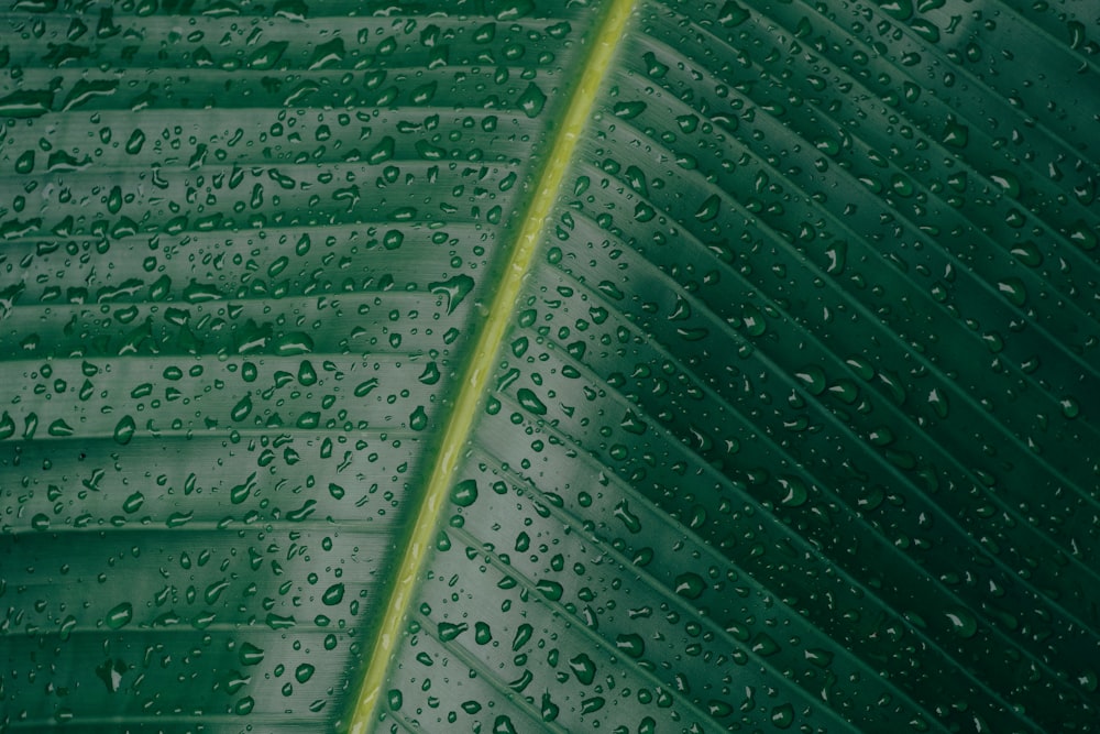 water droplets on banana leaf