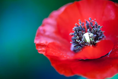 selective focus photography of red petaled flower
