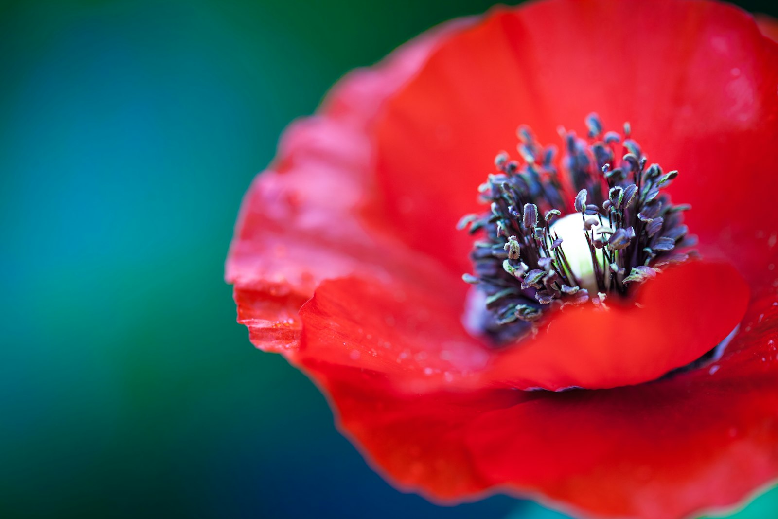 Canon EOS 5D Mark II + Canon EF 100mm F2.8L Macro IS USM sample photo. Selective focus photography of photography