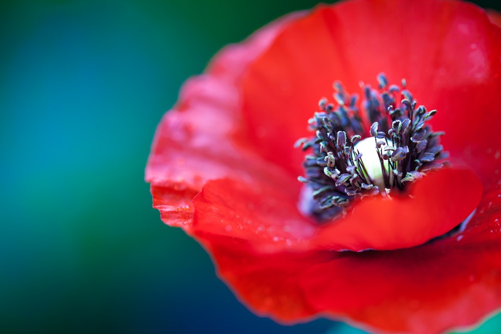Photographie sélective de la fleur aux pétales rouges