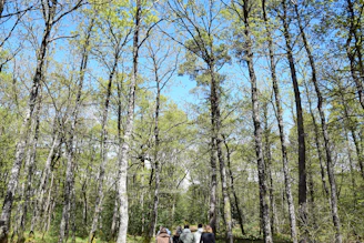 A group of travelers trekking through lush green forests in Arunachal Pradesh under a bright blue sky.