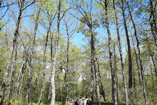 A group of people walking through a lush green forest, smiling and enjoying nature.