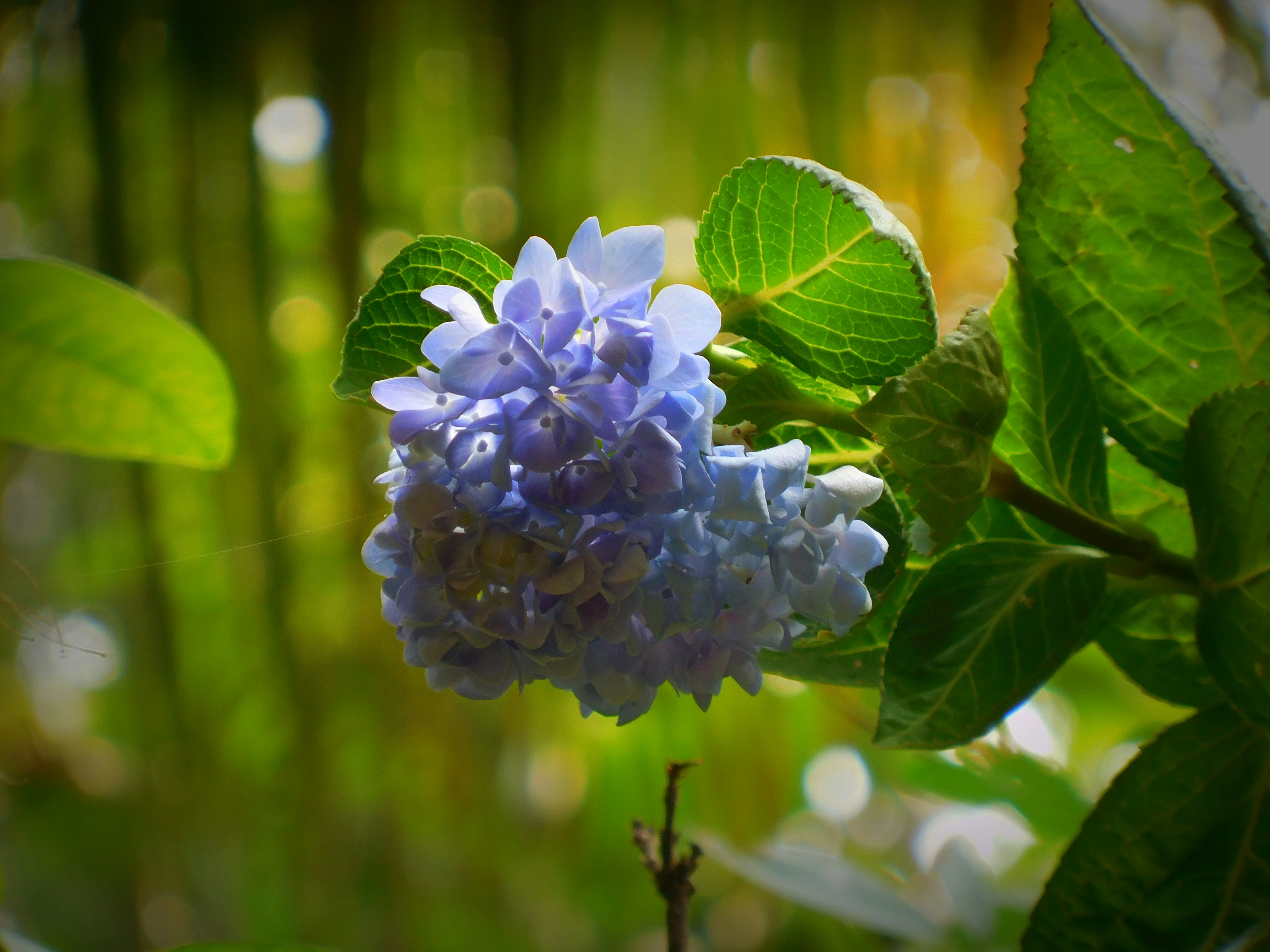 Free Unsplash photo from Joji RS