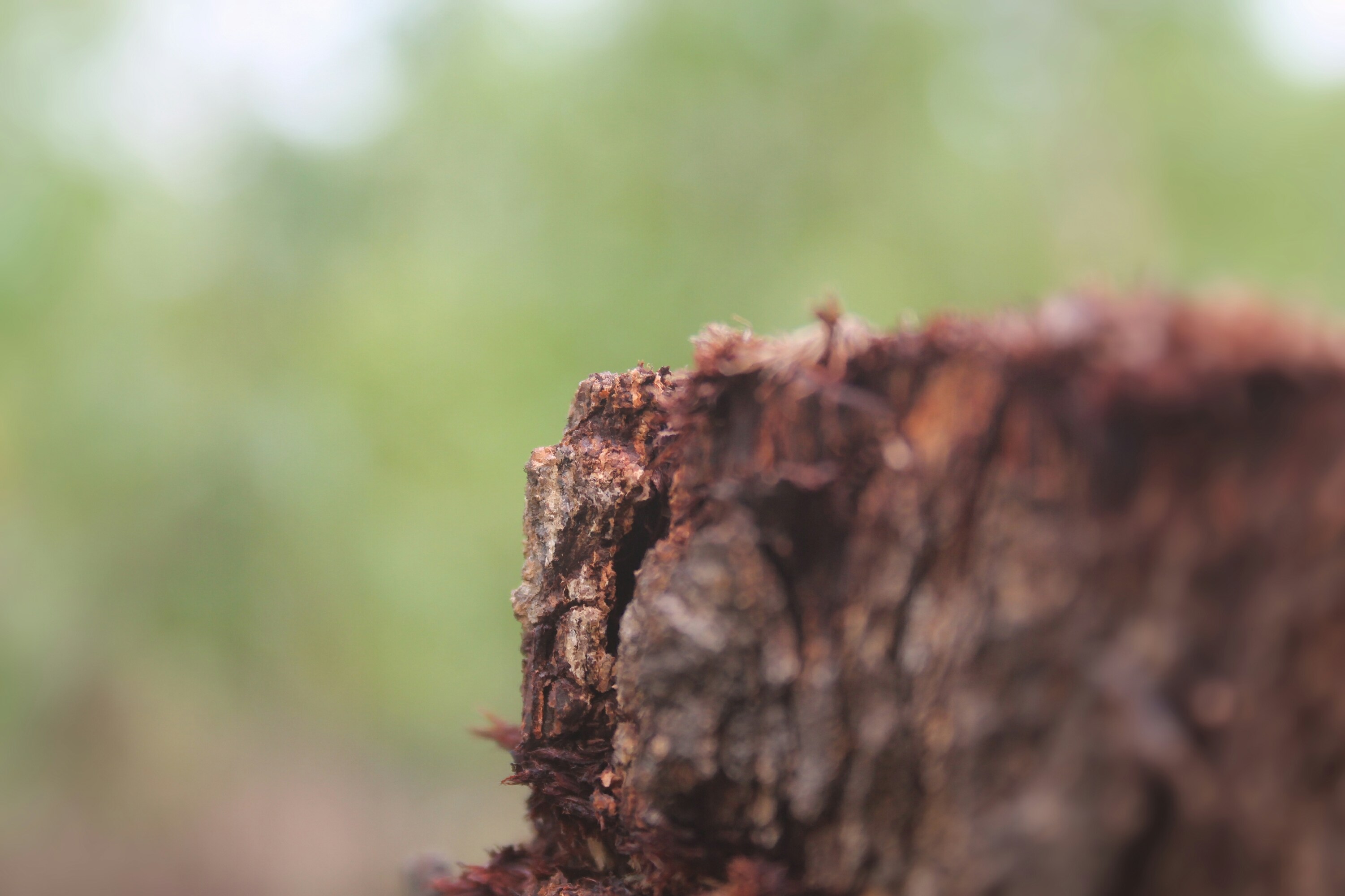 Free Unsplash photo from Nikhil K