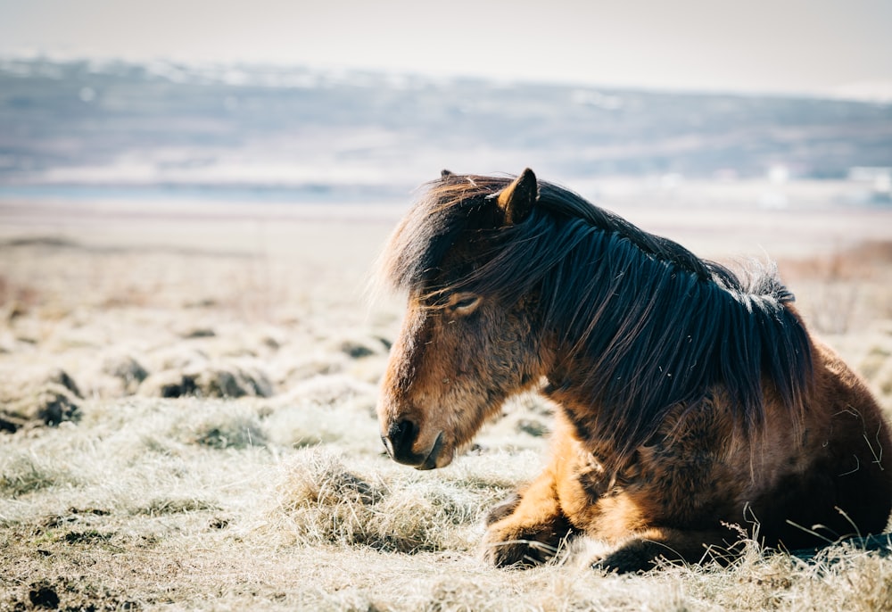 cheval brun assis sur l’herbe près de la plage