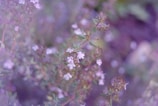 A close-up view of flowering herbs with small white flowers and green leaves. The background is soft-focused with a blend of green and purple hues, creating a dreamy effect.