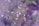 A close-up view of flowering herbs with small white flowers and green leaves. The background is soft-focused with a blend of green and purple hues, creating a dreamy effect.