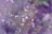 A close-up view of flowering herbs with small white flowers and green leaves. The background is soft-focused with a blend of green and purple hues, creating a dreamy effect.