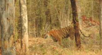 A tiger is walking through a dense forest with a mix of dry and lush vegetation. The area is filled with tall trees, some of which have prominent brown and gray bark. The tiger, with its distinctive orange coat and black stripes, is partially obscured by the trees.