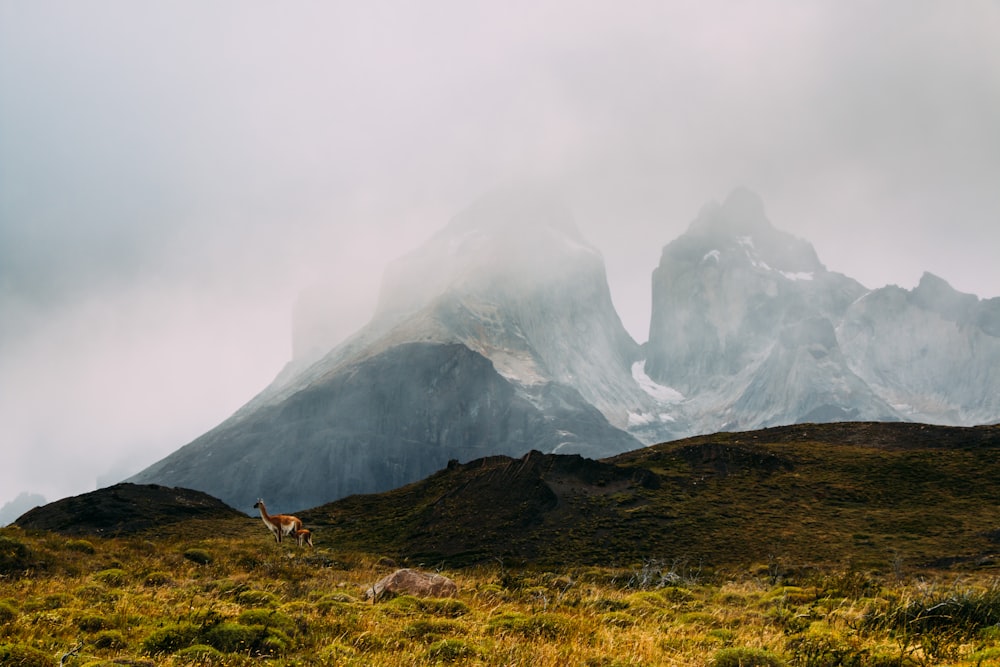 animal brun sur la montagne brune avec gris le jour