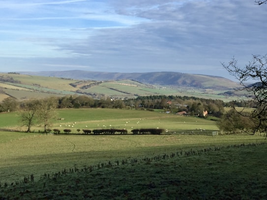 A scenic landscape featuring rolling green hills, scattered trees, and a few buildings in the distance. Pastures with grazing sheep and hedgerows divide the fields. The sky is partly covered with clouds, creating a serene and tranquil atmosphere.