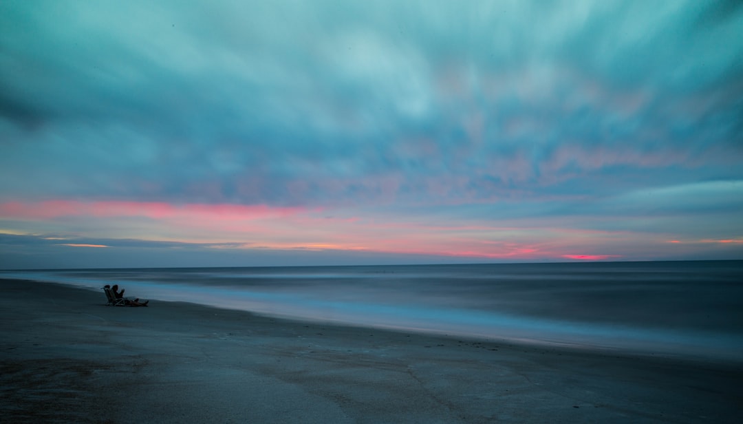 beach with drift wood