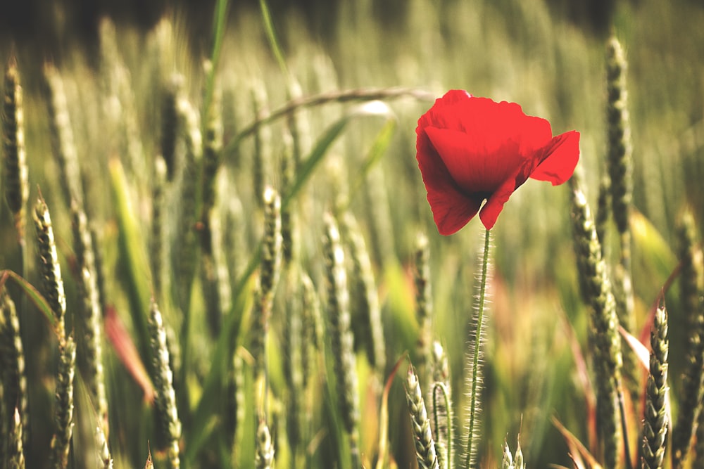 red petaled flower