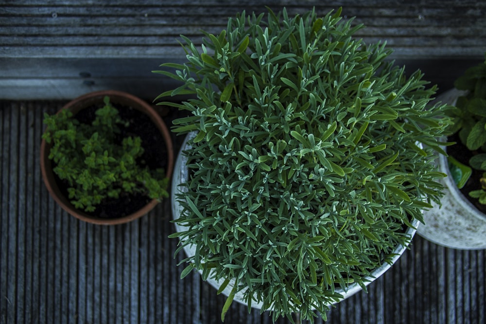 green potted plant