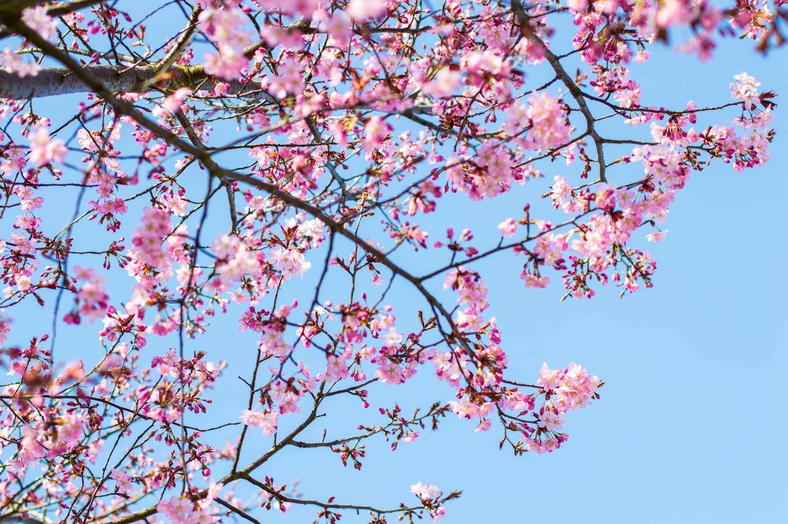 Sigma 50mm F1.4 EX DG HSM sample photo. Cherry blossom tree under photography