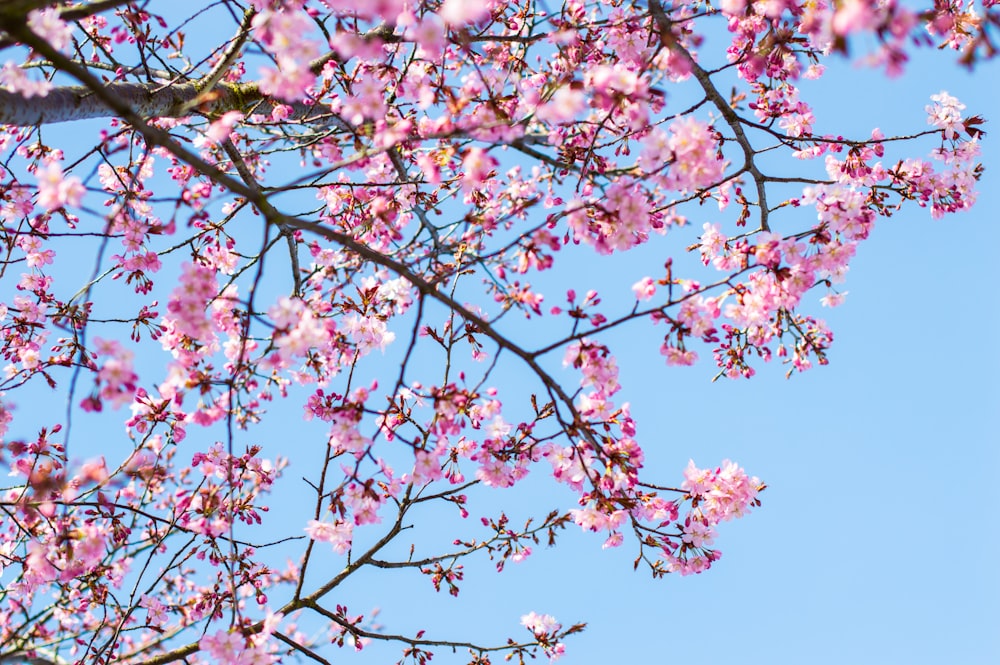 cerezo en flor bajo el cielo azul claro