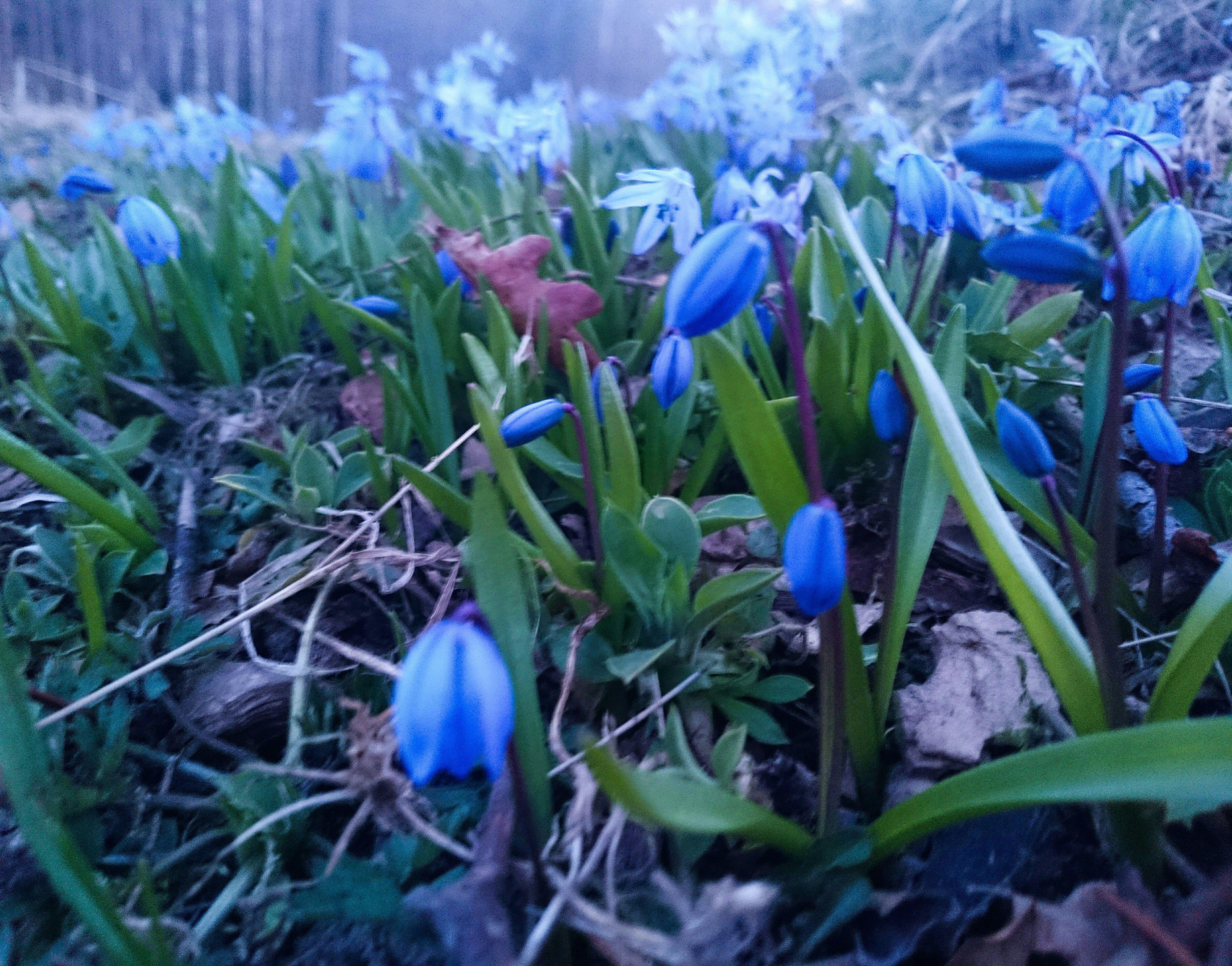 Free Unsplash photo from Mari Helin-Tuominen