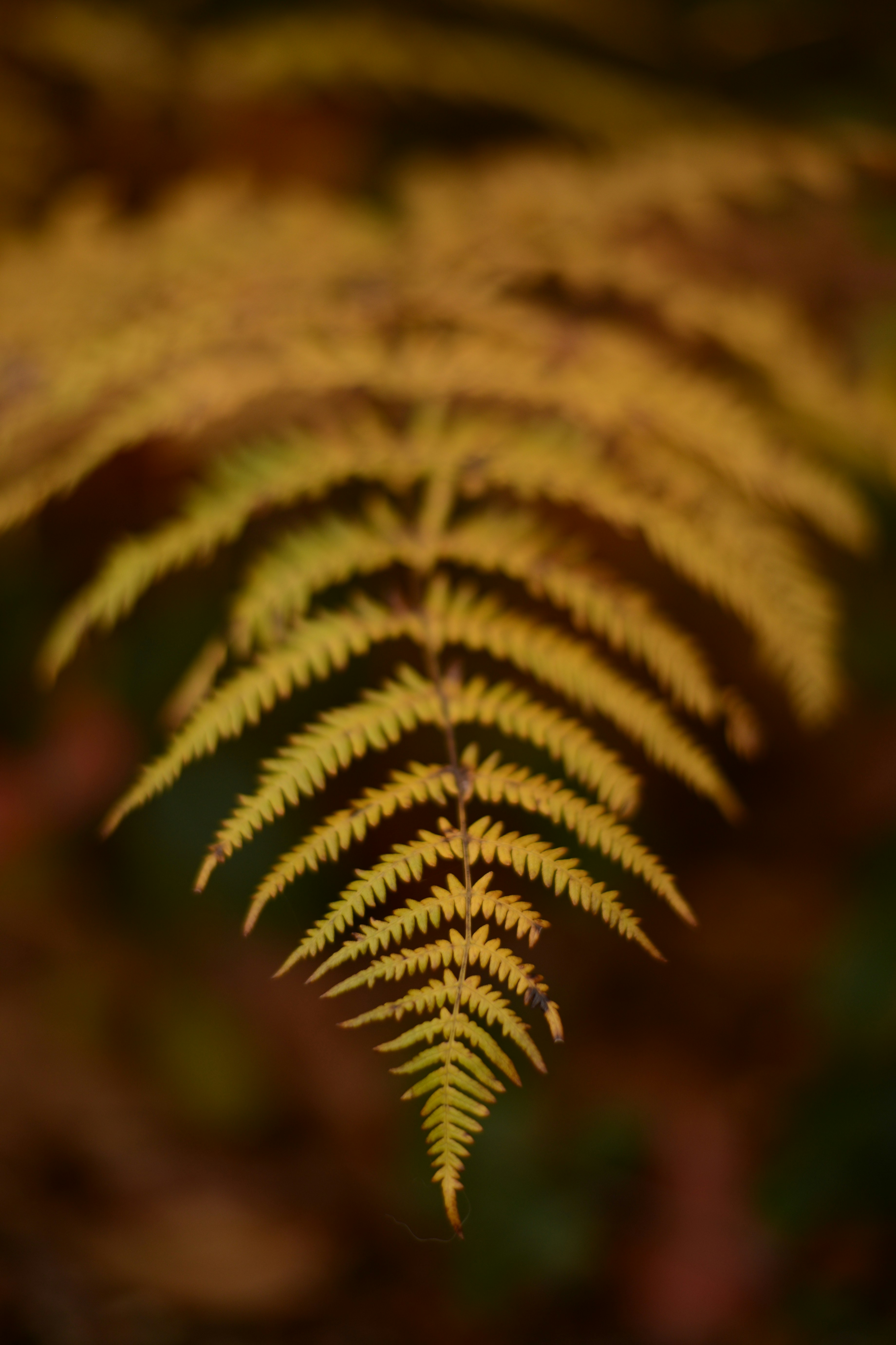 Free Unsplash photo from Murad Atshan