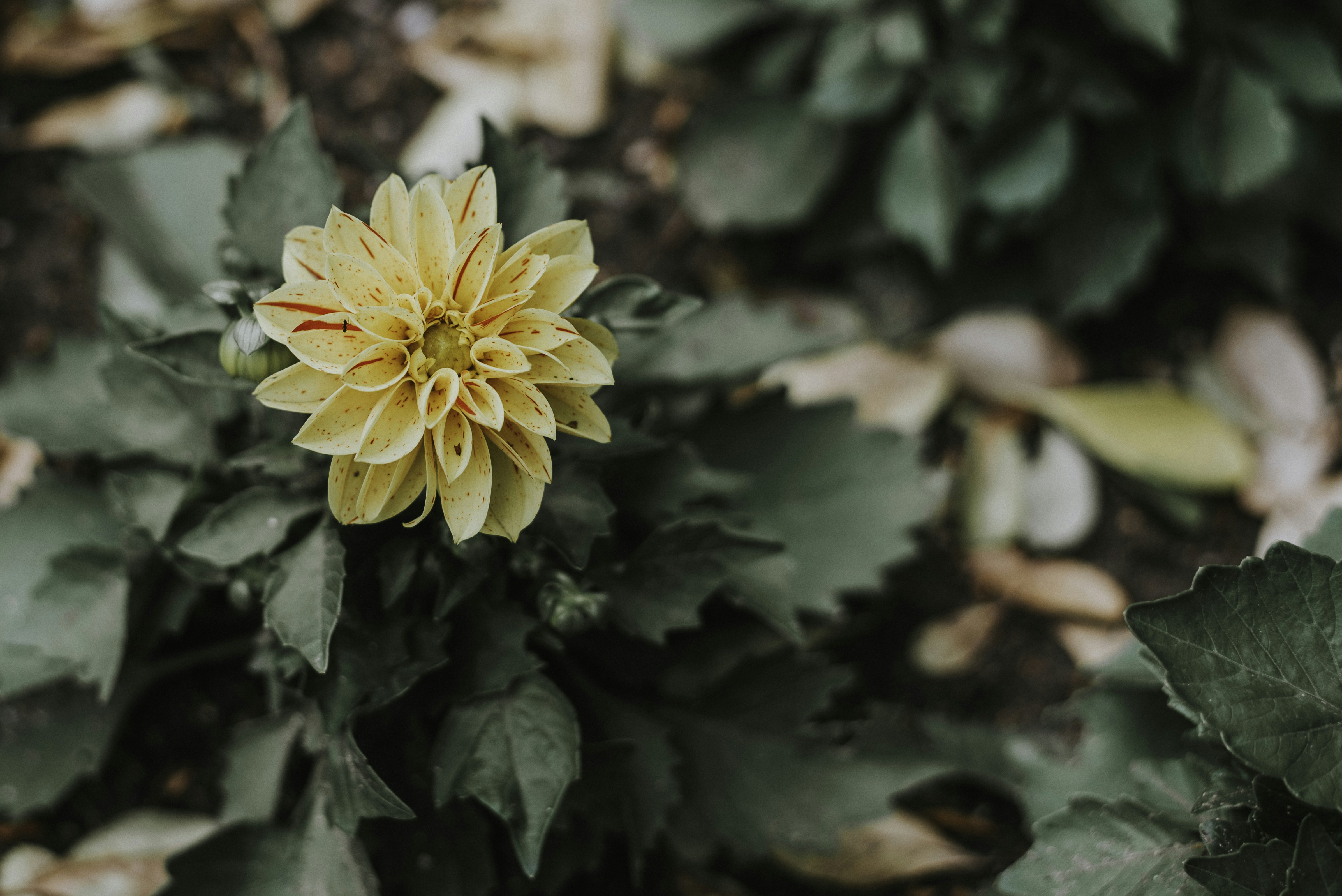 Free Unsplash photo from Bruno Luz