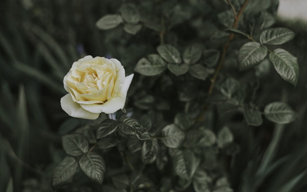 tilt shift lens photography of white rose
