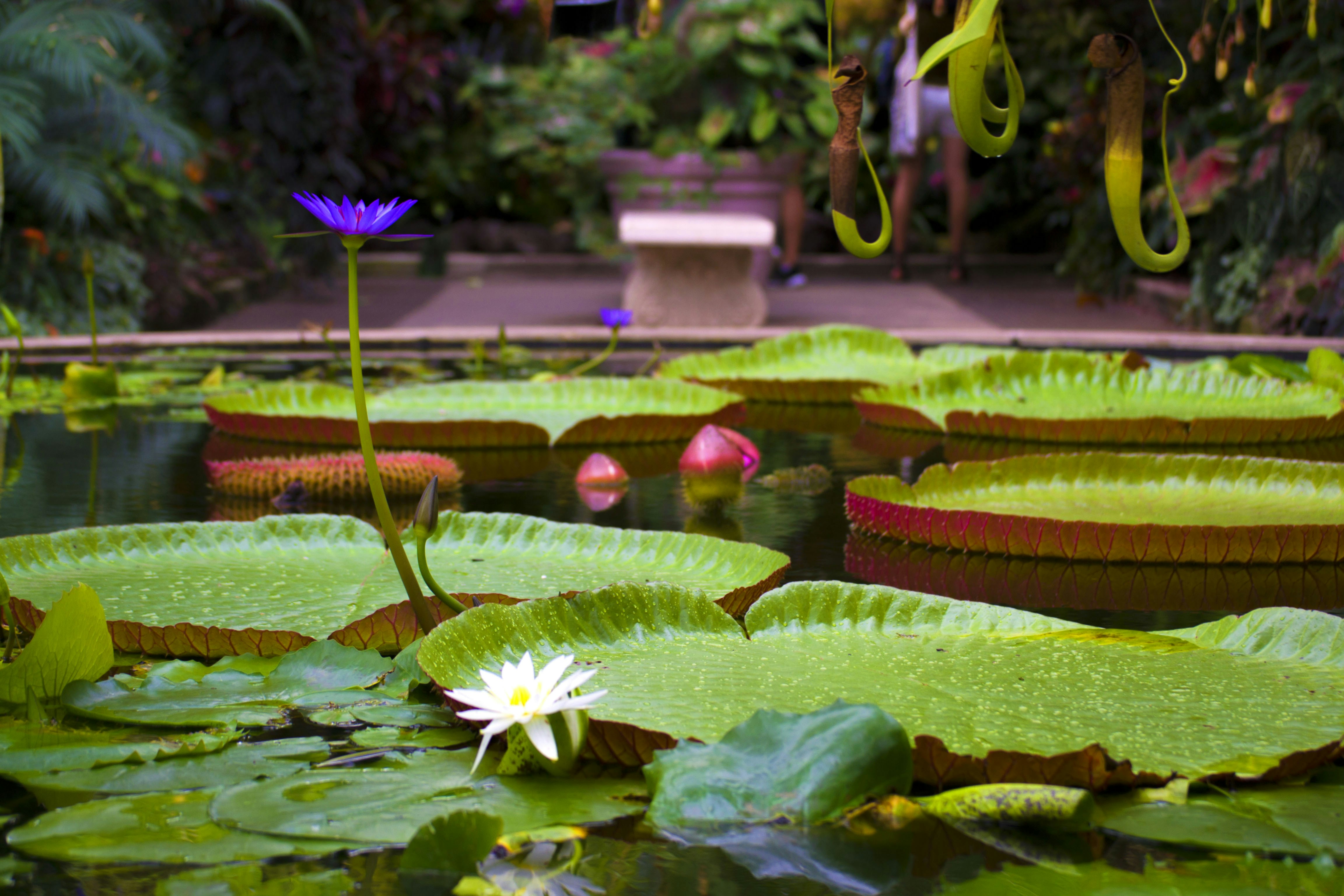 Free Unsplash photo from Anniruth Kannan