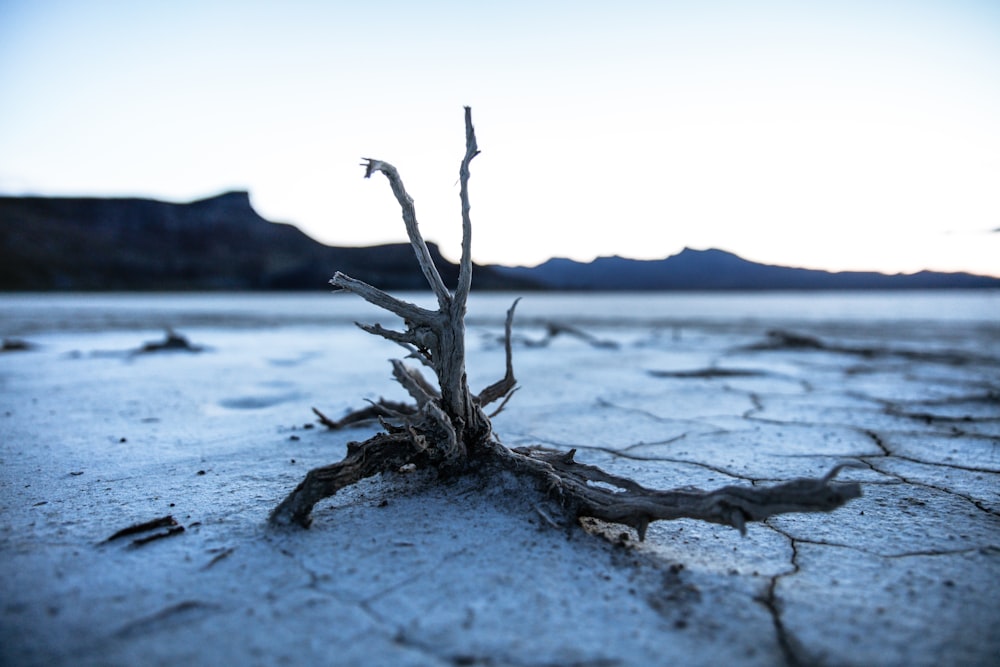 shallow focus photography of drift wood