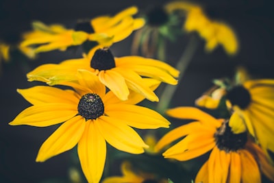 close shot of yellow flowers bloom zoom background