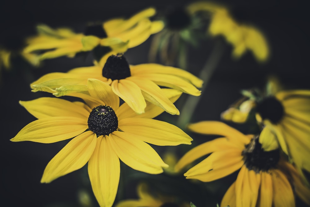 close shot de flores amarelas