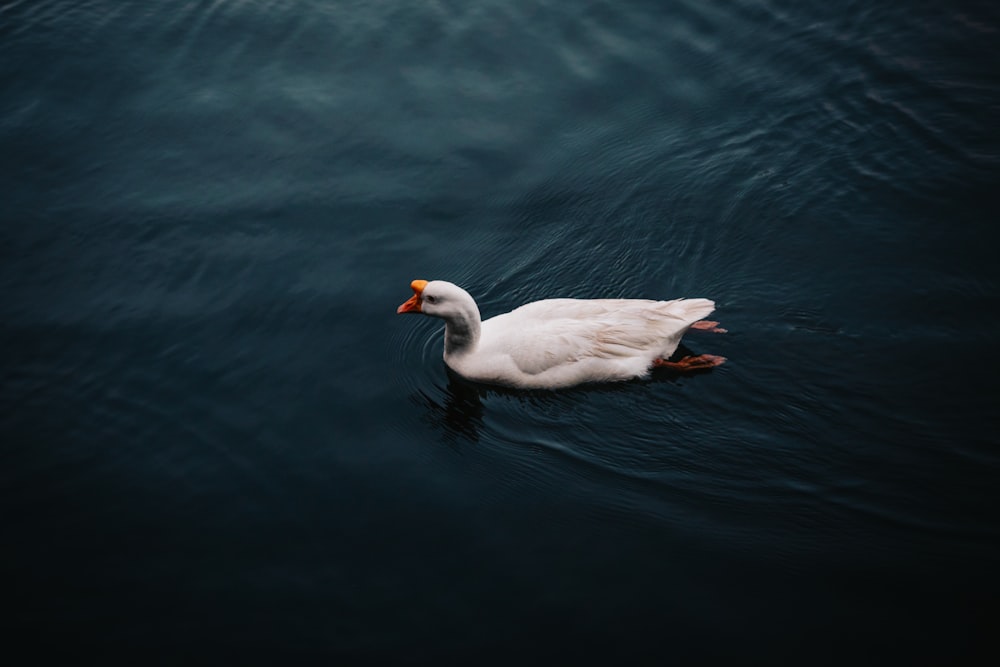 white duck