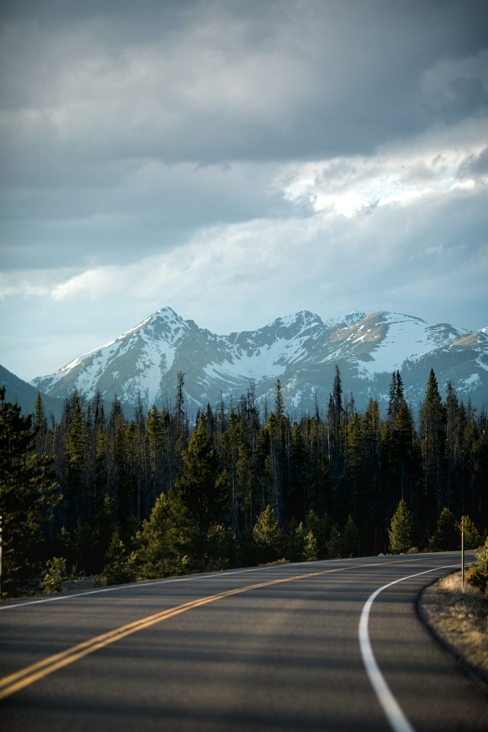 green trees beside black asphalt road