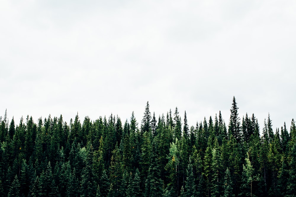 plantas verdes con fondo blanco