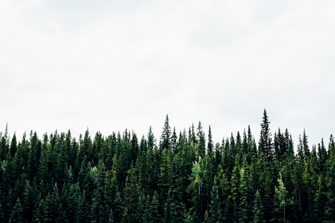 green plants with white background, Canadian Treeline