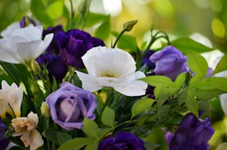 Close-up of blooming Lisianthus flowers in soft green garden setting
