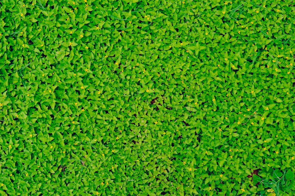 grama verde