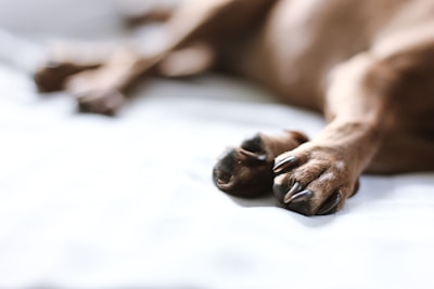 A minimalist shot of a dog’s paw resting gently on a polished wooden floor with soft natural light.