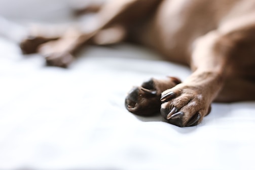 Close-up of shiny, well-trimmed paws of a happy terrier on a soft towel.