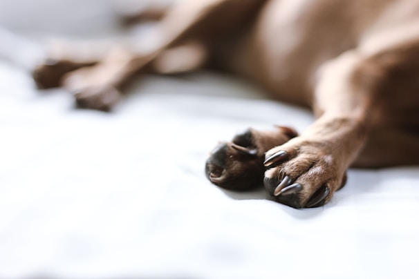 A detailed shot of a beagle’s paw on rich, textured leather, accented by soft shadows and warm light.
