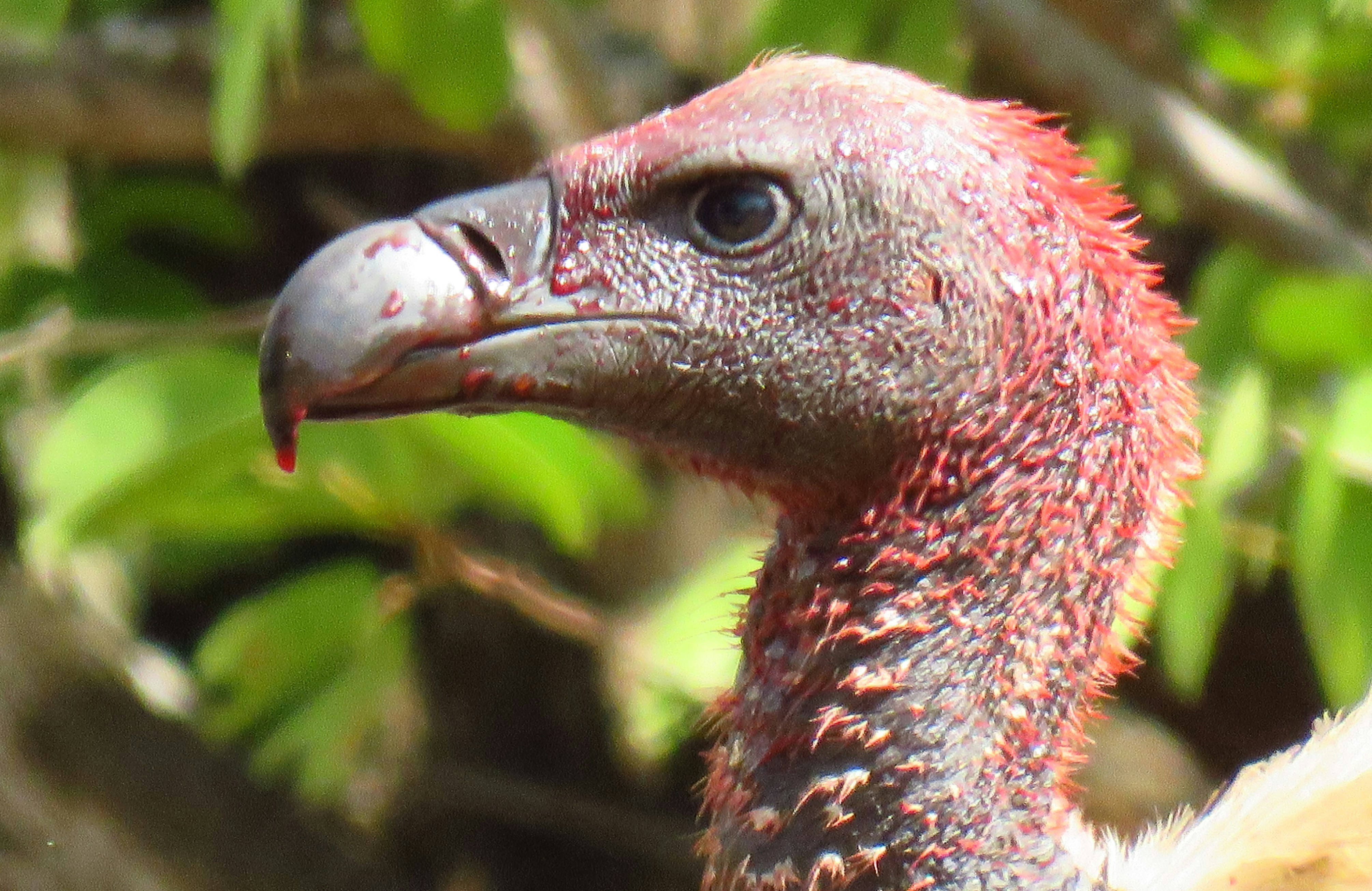 Free Unsplash photo from Dawid Lombard