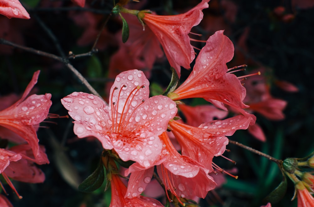 pink flowers in bloom