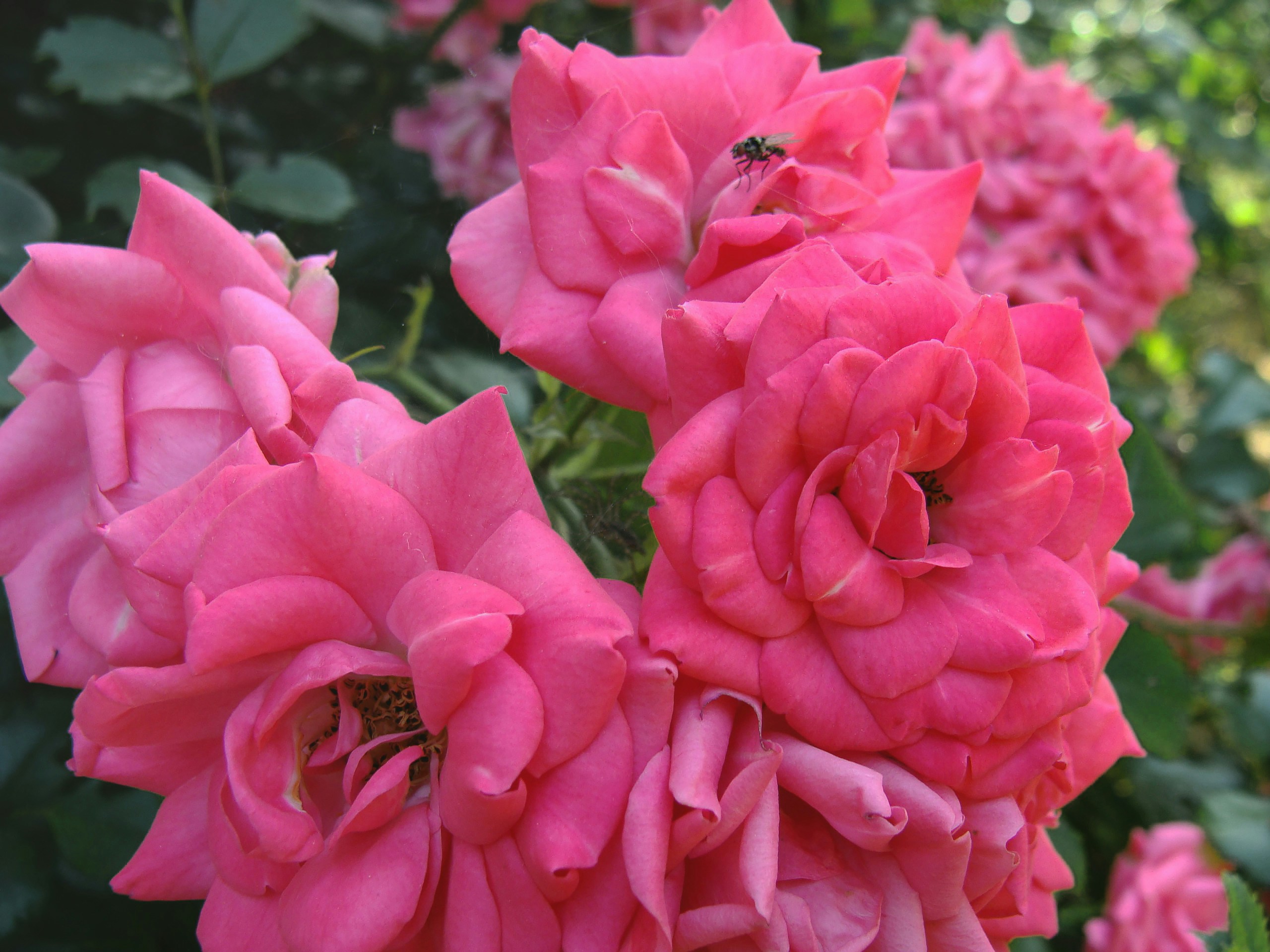 Free Unsplash photo from Olya Bondarenko