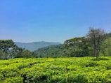Lush green pepper plantations stretching across rolling hills under a bright blue sky.