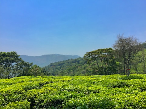 Lush green tea plantations rolling over hills in Sri Lanka under a bright blue sky.