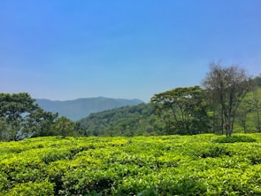 Lush tea plantations rolling across the hills of Sri Lanka under a clear sky.