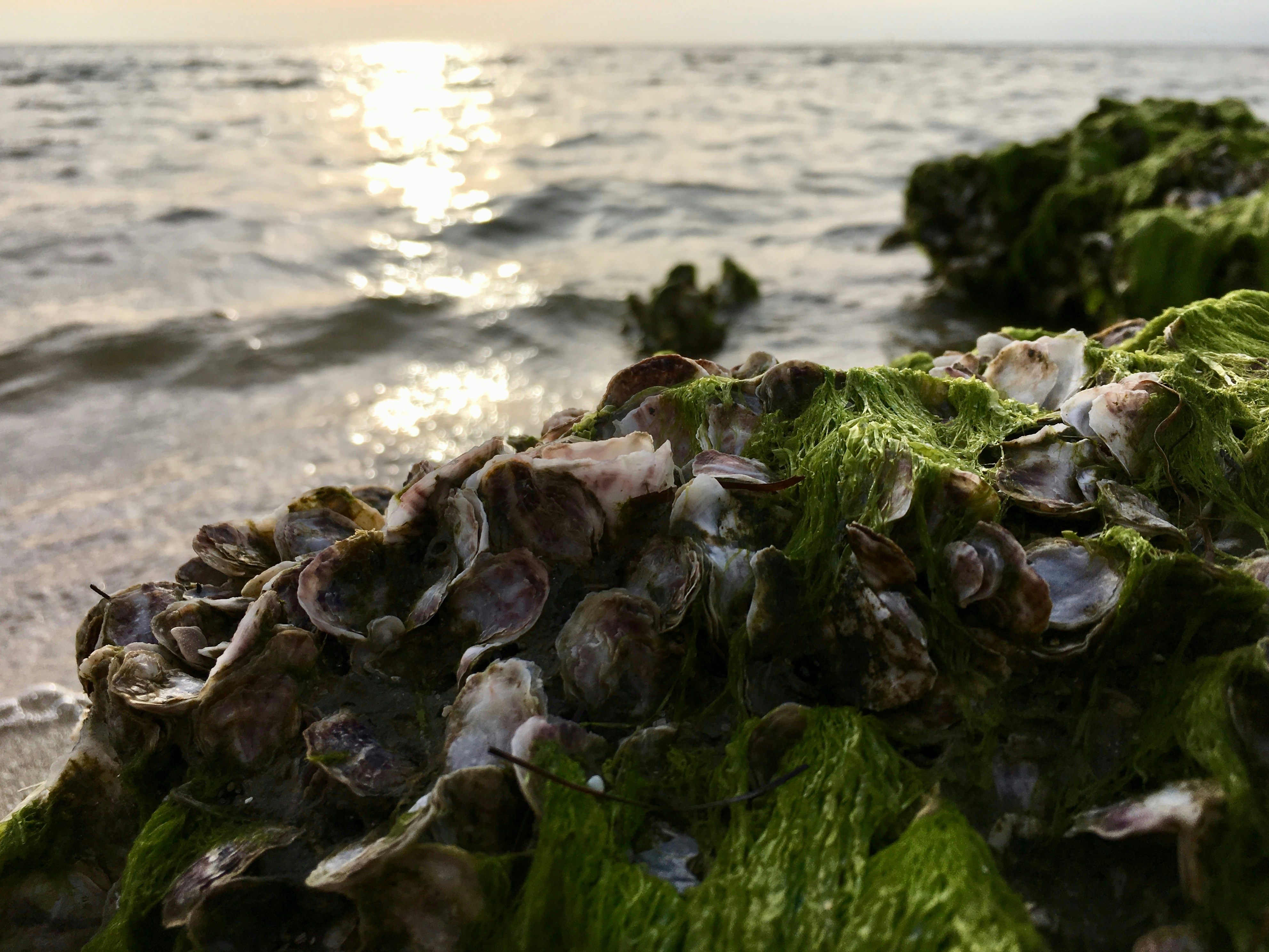 Free Unsplash photo from Chris Liu-Beers