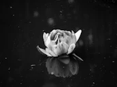A person sitting quietly in reflection beside a lotus flower floating on still water.