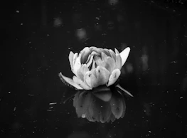 A person sitting quietly in reflection beside a lotus flower floating on still water.