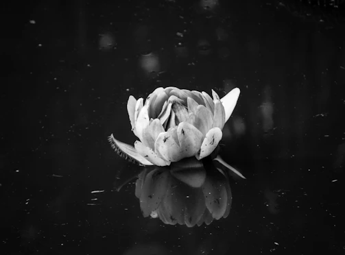 A close-up of a lotus flower resting serenely on still water, symbolizing clarity.