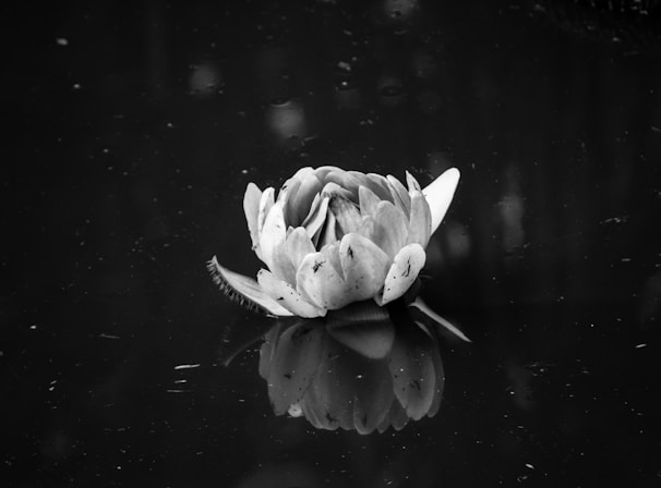 Soft-focus image of a single blooming lotus flower floating gently on calm water, symbolizing mindfulness.