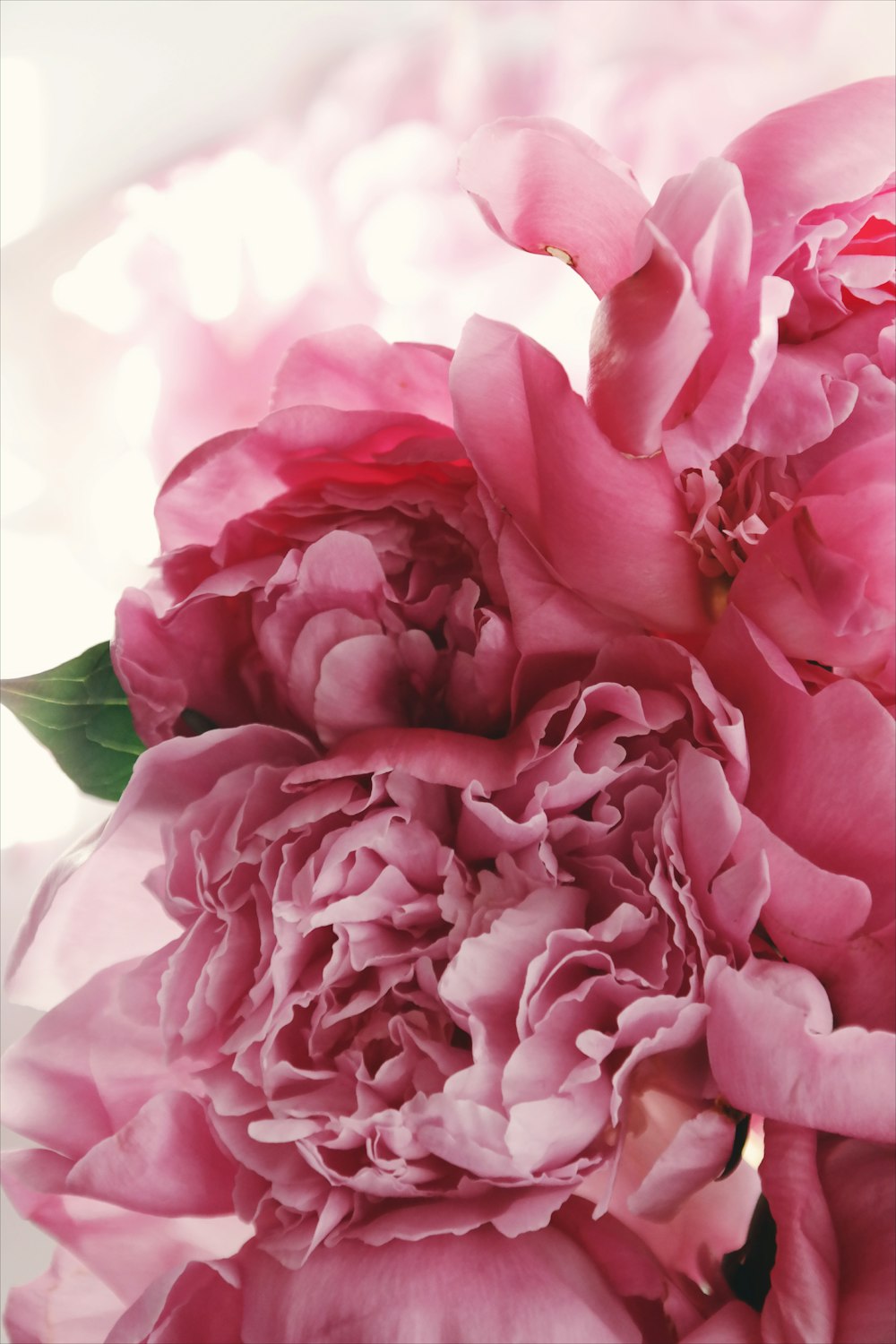 Close up view of a handful of pink flowers.